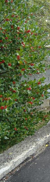 Ilex aquifolium (Agrifoglio)
